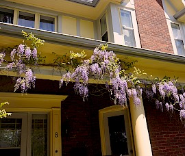 A wisteria vine hangs across the front verandah.