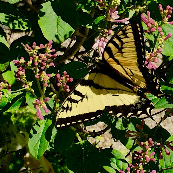 Swallowtail butterflies migrate through Southern Ontario right after lilacs bloom
