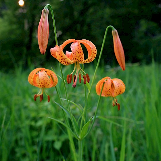 Wild Michigan lilies