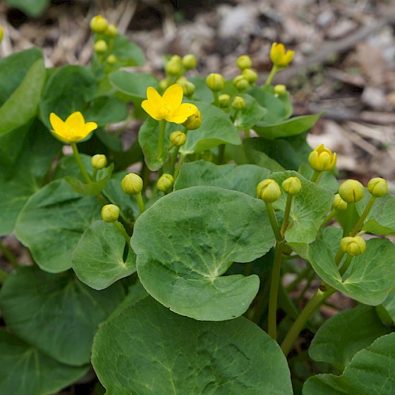Marsh Marigolds for a wet area