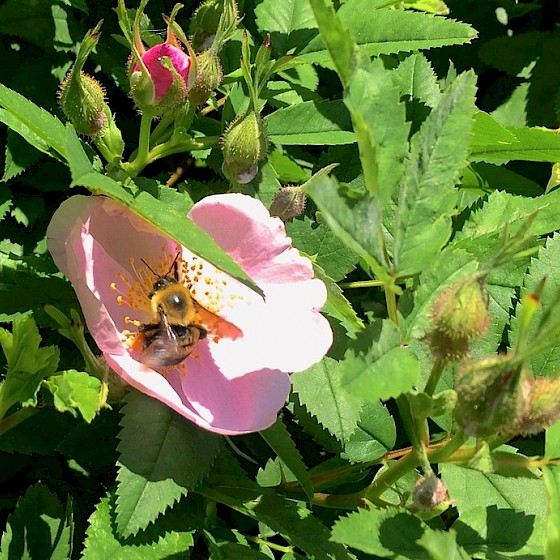 Meadow rose like most natives attracts pollinators