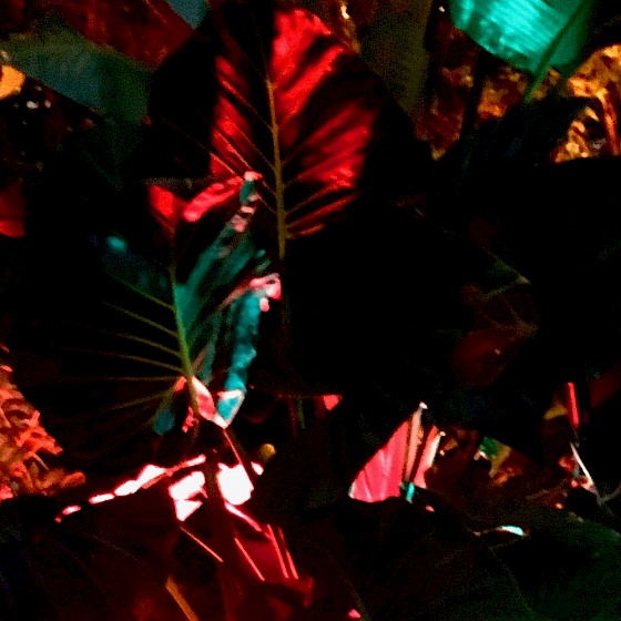 Coloured lights on a glossy bird of paradise