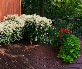 Autumn flowering clematis add drama to a cantilevered deck