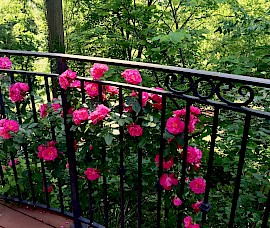 A John Cabot rose reaches the height of the railing