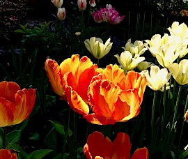 Tulips light up a spring garden