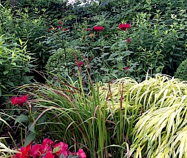 Japanese Blood grass Imperata cylindrical and red Monarda didyma