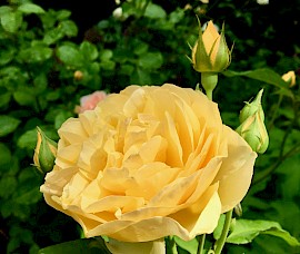 A sheltered downtown garden can grow English roses