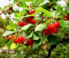 If you’re lucky enough to have a fruit tree, enjoy the way it looks and tastes!