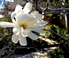 Soft, fragrant magnolia is the epitome of good taste
